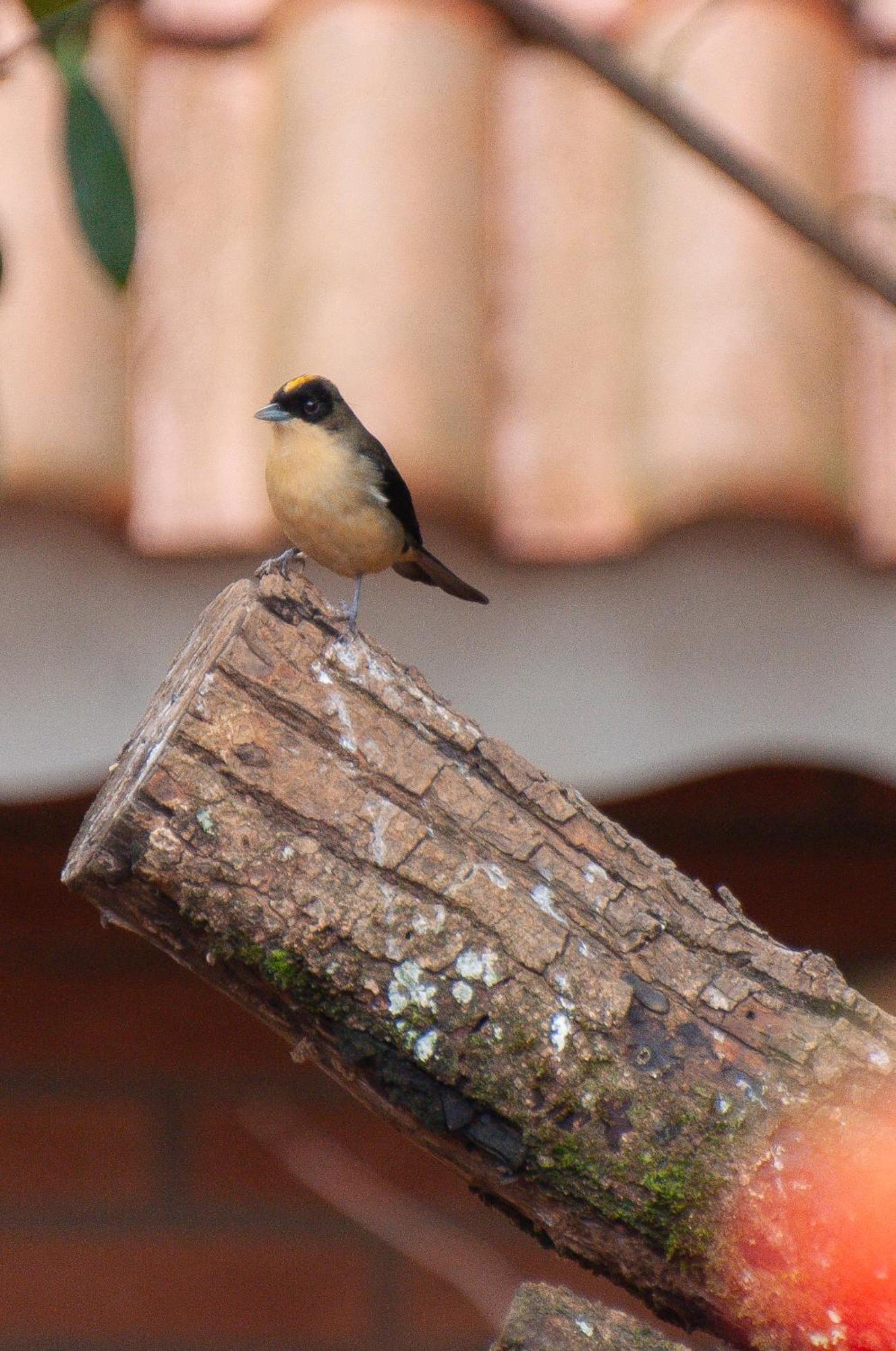 Pousada Recanto Do Saua - Monte Verde Monte Verde  Eksteriør bilde